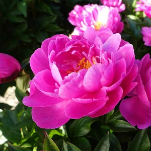 Picture Credit - De Ree/ Farplants