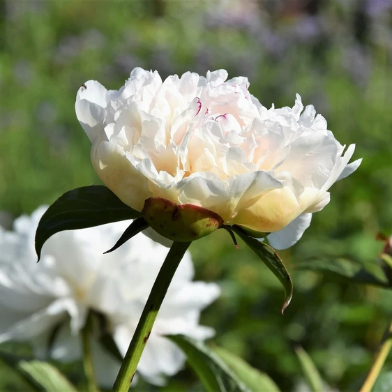 Paeonia lactiflora 'Pecher'