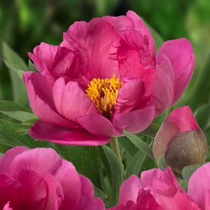 Picture Credit - Ball Horticultural