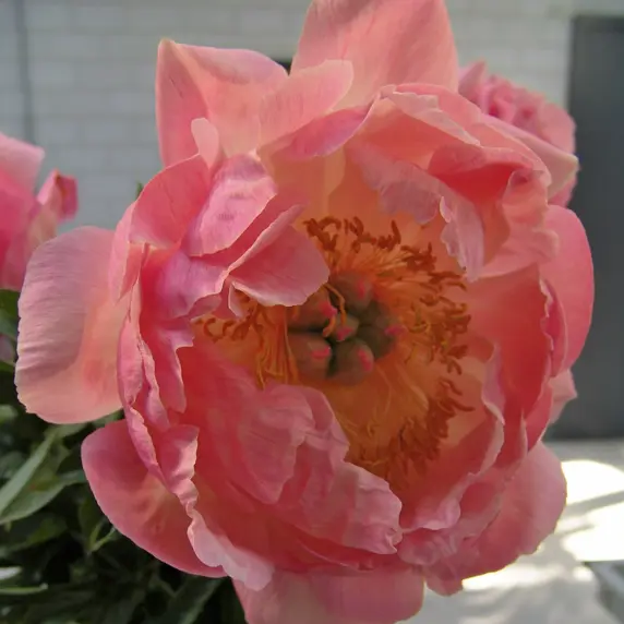 Picture Credit - Ball Horticultural Company