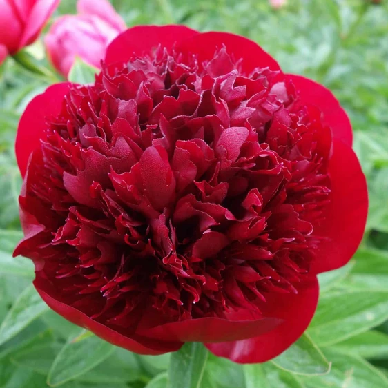 Picture Credit - Ball Horticultural Company