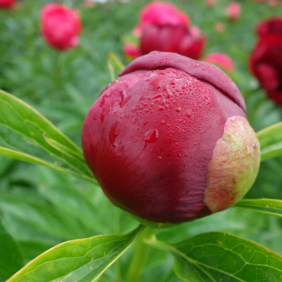 Picture Credit - Ball Horticultural Company