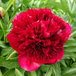 Picture Credit - Ball Horticultural Company