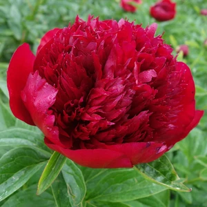 Picture Credit - Ball Horticultural Company