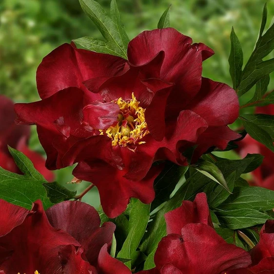 Picture Credit - Ball Horticultural