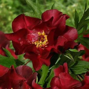 Picture Credit - Ball Horticultural