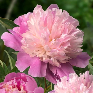 Paeonia lactiflora 'Sorbet'