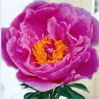 Paeonia - Tree Peony