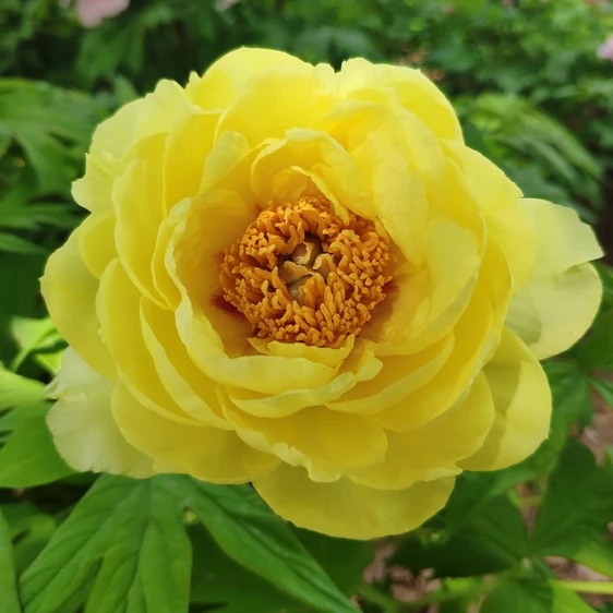 Paeonia x suffruticosa 'Hai Huang' 32cm