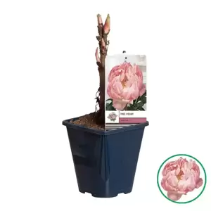 Paeonia x suffruticosa 'Light Pink' 5L - image 3