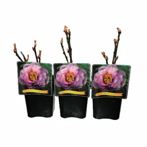 Paeonia x suffruticosa 'Ling Hua Zhan Lu' 4L - image 2