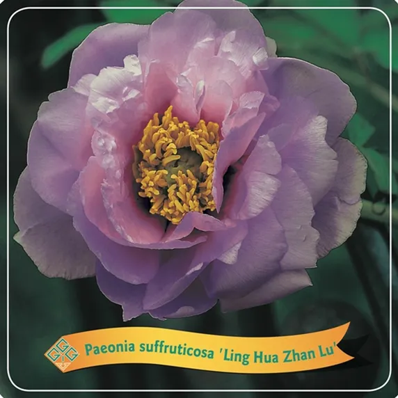 Paeonia x suffruticosa 'Ling Hua Zhan Lu' 4L - image 1