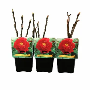 Paeonia x suffruticosa 'Luoyang Hong' 4L - image 2