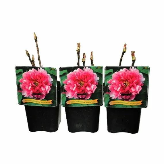 Paeonia x suffruticosa 'Rou Fu Rong' 4L - image 2