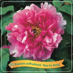 Paeonia x suffruticosa 'Rou Fu Rong'