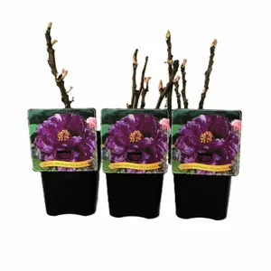 Paeonia x suffruticosa 'Wu Long Peng Sheng' 4L - image 2