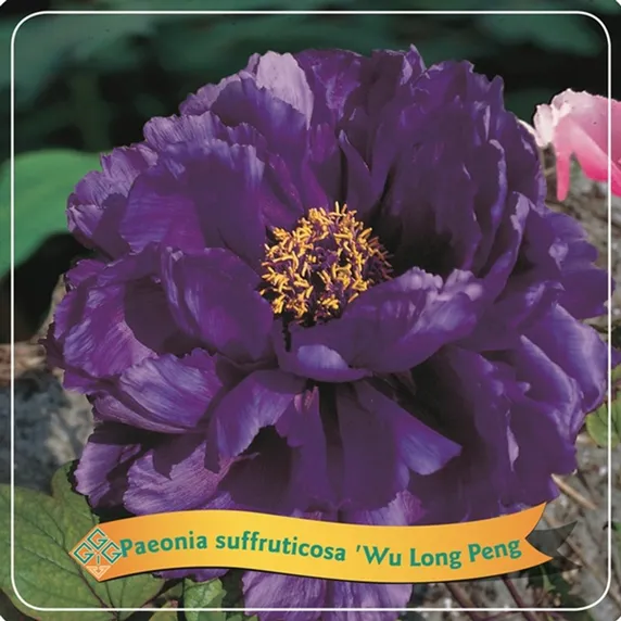 Paeonia x suffruticosa 'Wu Long Peng Sheng' 4L - image 1
