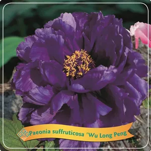 Paeonia x suffruticosa 'Wu Long Peng Sheng' 4L - image 1