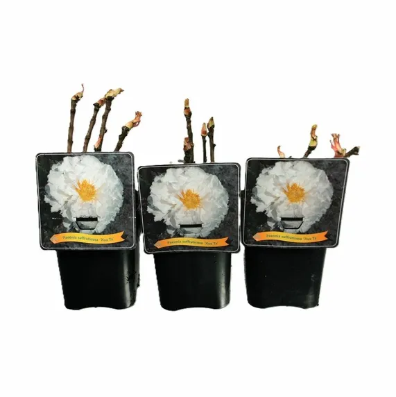 Paeonia x suffruticosa 'Xue Ta' 4L - image 2