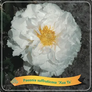 Paeonia x suffruticosa 'Xue Ta' 4L - image 1