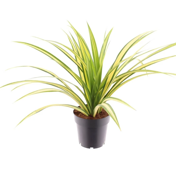 Pandanus baptistii