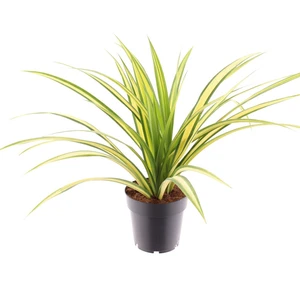 Pandanus baptistii