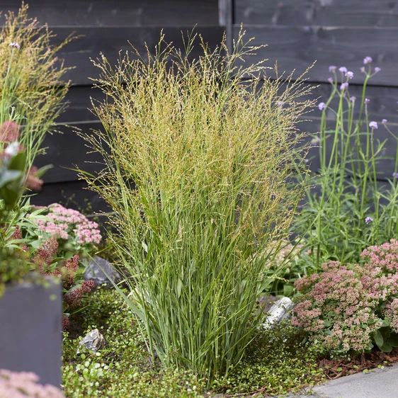 Panicum virgatum 'Buffalo Green' 2L - image 1