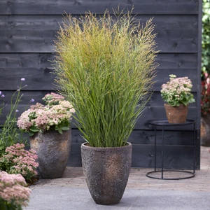 Panicum virgatum 'Buffalo Green' 2L - image 2
