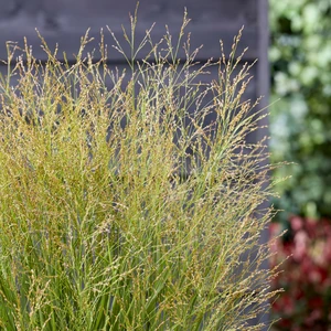 Panicum virgatum 'Buffalo Green' 2L - image 3