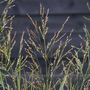Panicum virgatum 'Buffalo Green' 2L - image 4