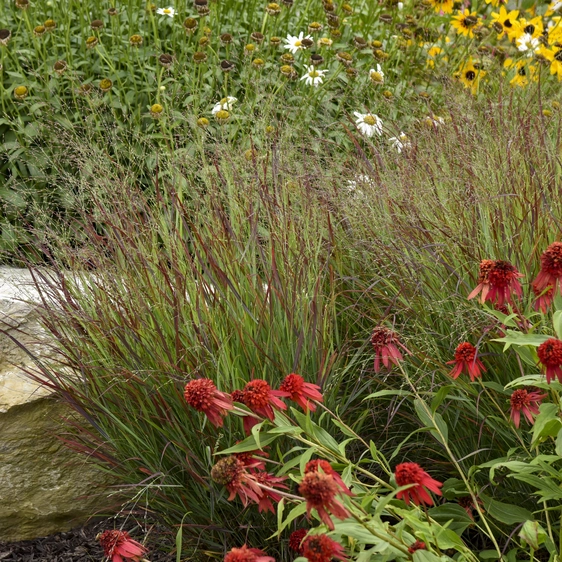 Panicum virgatum 'Cheyenne Sky' - Photos courtesy of Walters Gardens, Inc