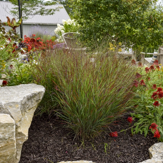 Panicum virgatum 'Cheyenne Sky' - Photos courtesy of Walters Gardens, Inc