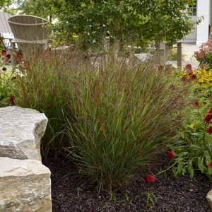 Panicum virgatum 'Cheyenne Sky' - Photos courtesy of Walters Gardens, Inc