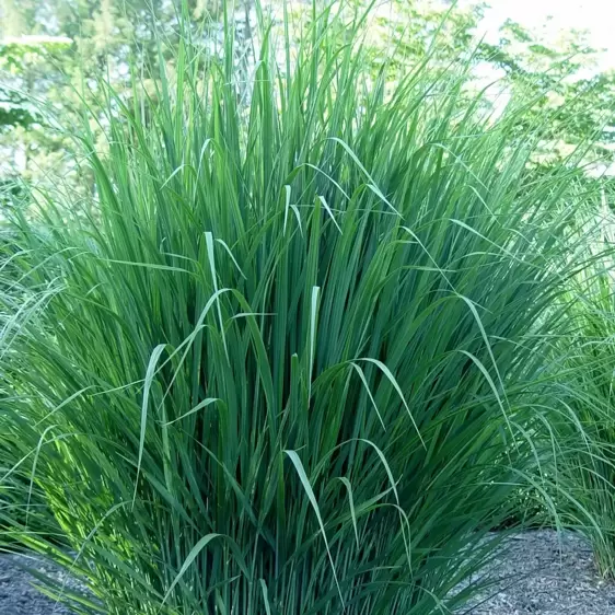 Panicum virgatum 'Northwind' 3L - image 1