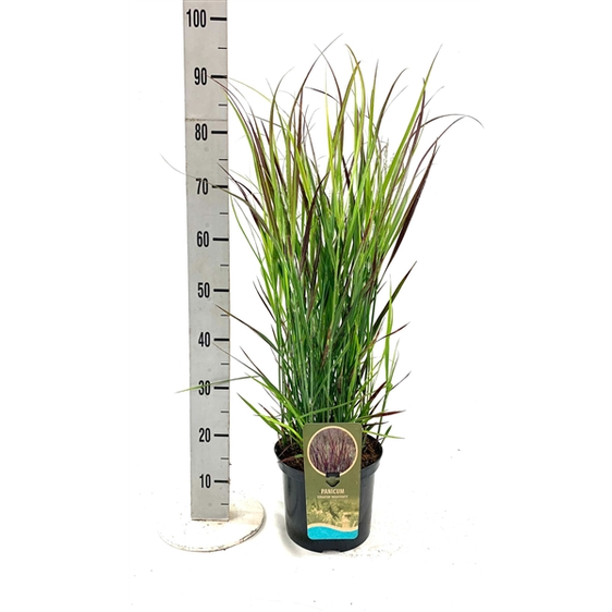 Panicum virgatum 'Nosferatu' 3L - image 1