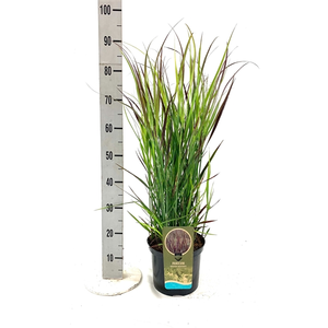 Panicum virgatum 'Nosferatu' 3L - image 1