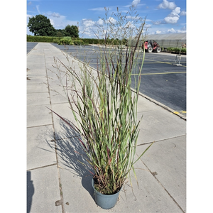 Panicum virgatum 'Nosferatu' 3L - image 2