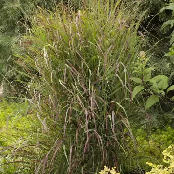 Panicum virgatum 'Prairie Sky' - Photos courtesy of Walters Gardens, Inc