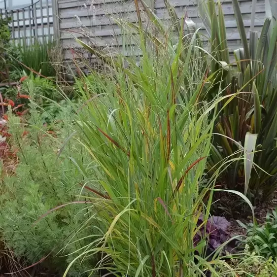 Panicum virgatum 'Sangria' 2L - image 1
