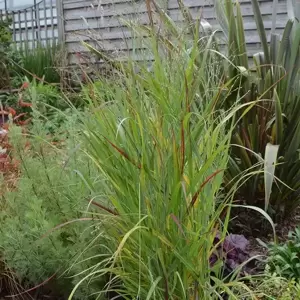 Panicum virgatum 'Sangria' 2L - image 1