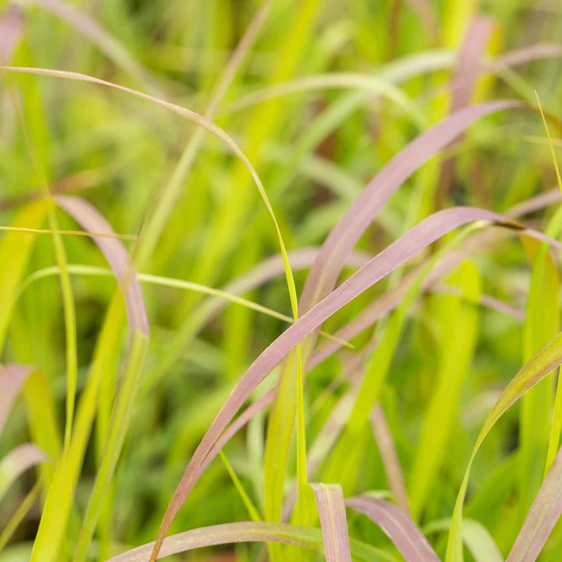 Panicum virgatum 'Shenandoah'