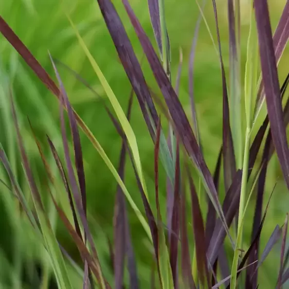 Panicum virgatum 'Purple Breeze'℗ - Photo Credit Plantipp BV®