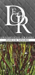 Panicum virgatum 'Sangria' 2L - image 2