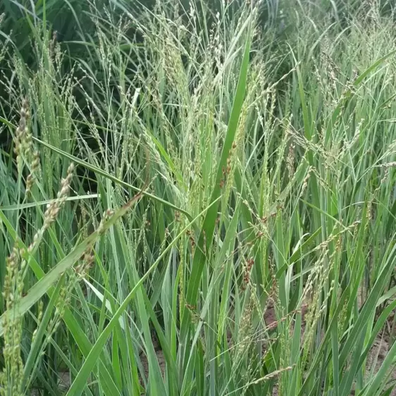 Panicum virgatum 'Warrior' 3L - image 1