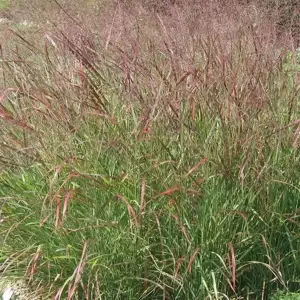 Panicum virgatum 'Warrior' 3L - image 2