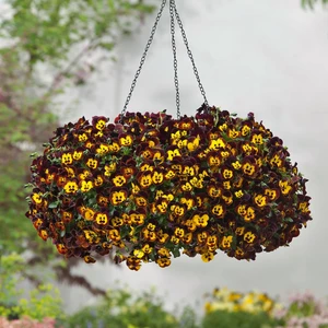 Picture Credit - Ball Horticulture