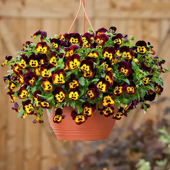 Picture Credit - Ball Horticulture