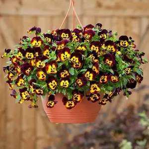 Picture Credit - Ball Horticulture
