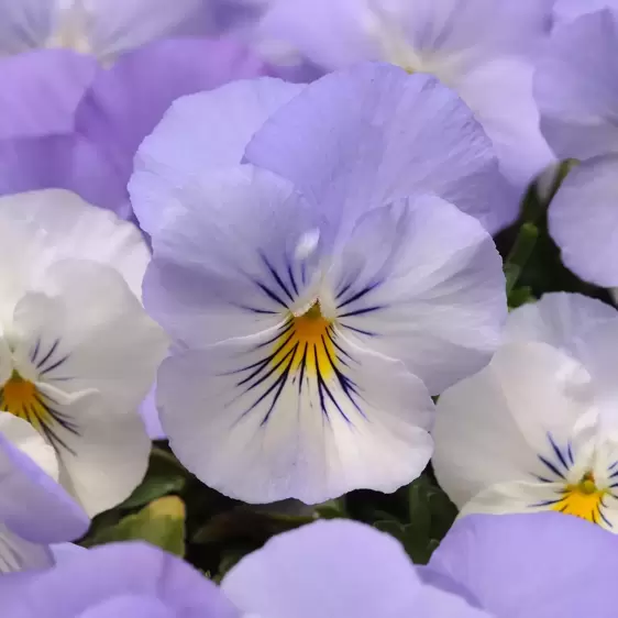 Picture Credit - Ball Horticultural Company