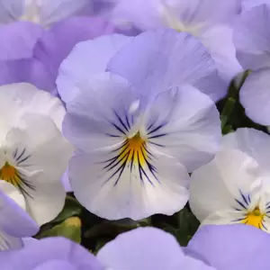 Picture Credit - Ball Horticultural Company